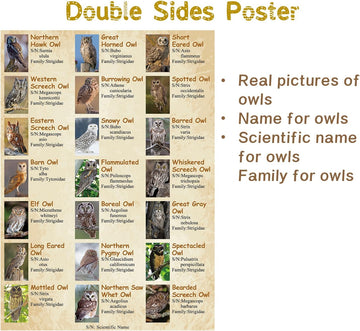 Bboldin® Owl Jigsaw Puzzle 1000 Pieces